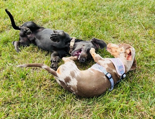 Social Dog Park